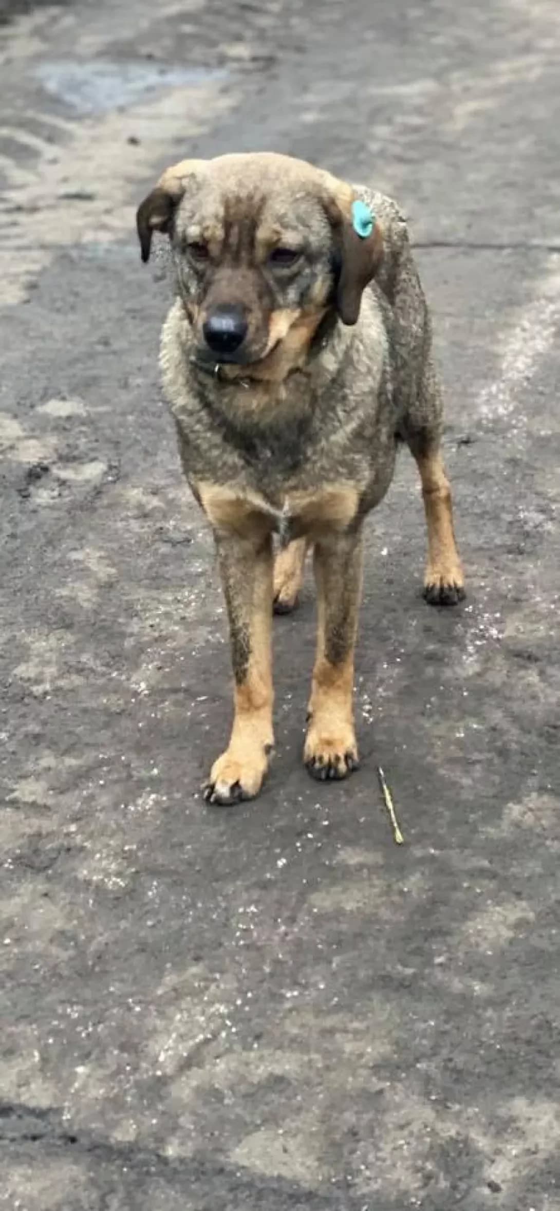 Viki (Вікі), Mixed Breed (Happy Paw Kirovohrad)