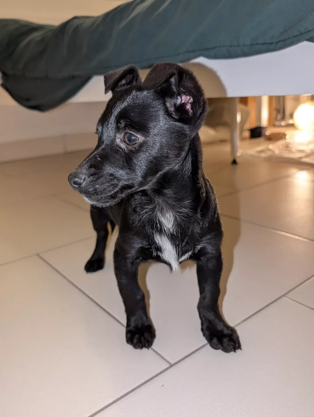 Bez klichki (Без клички), female puppy Mixed Breed for adoption at Happy Paw Kyiv Oblast