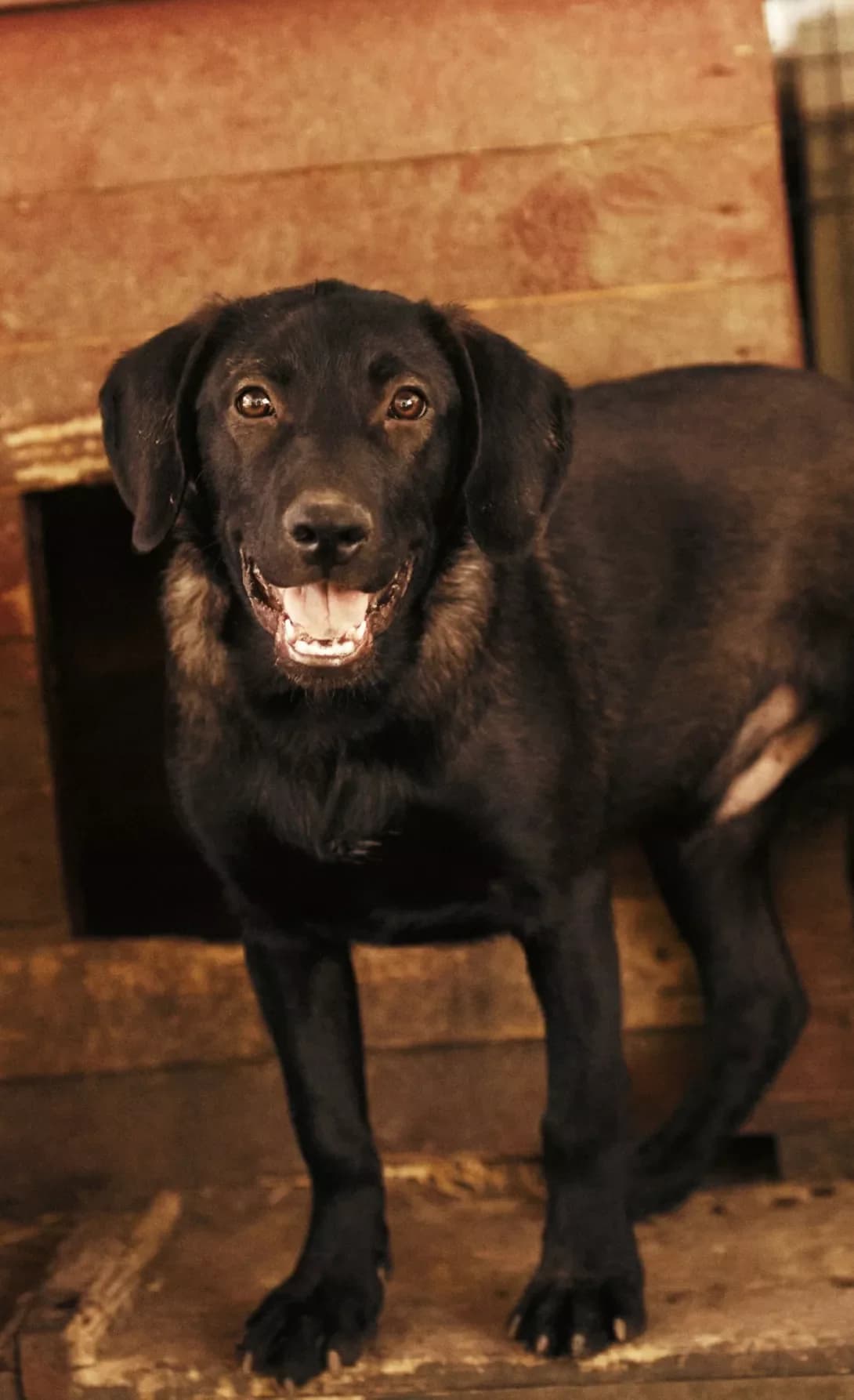 Dyuk (Дюк), male young Labrador Retriever for adoption at Happy Paw Kirovohrad
