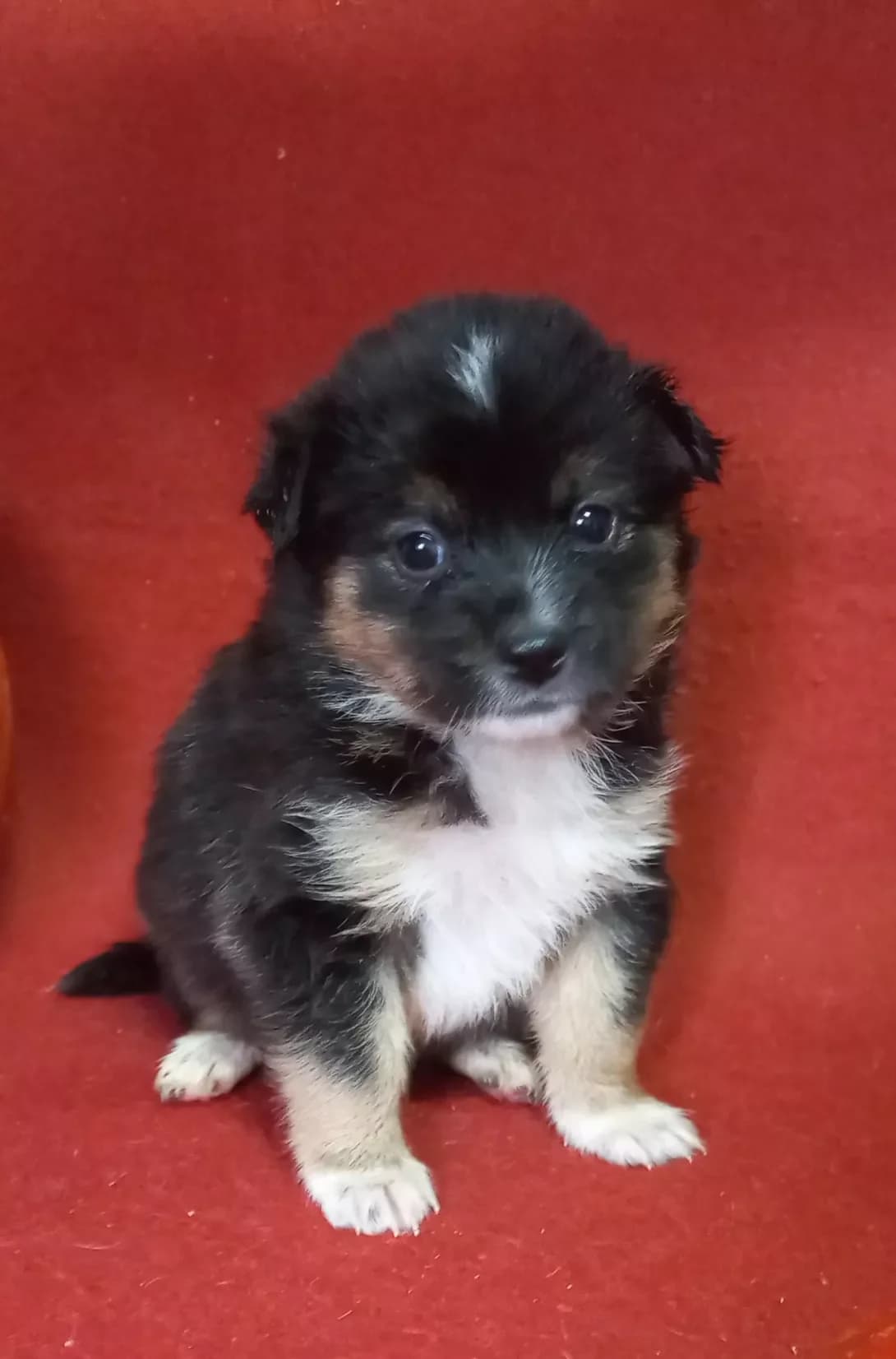 Trisha (Тріша), female puppy Mixed Breed for adoption at Happy Paw Kirovohrad