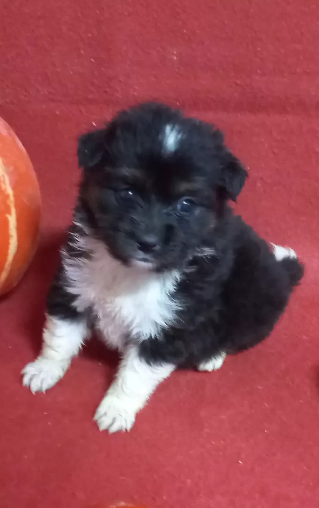 Tasha (Таша), female puppy Mixed Breed for adoption at Happy Paw Kirovohrad