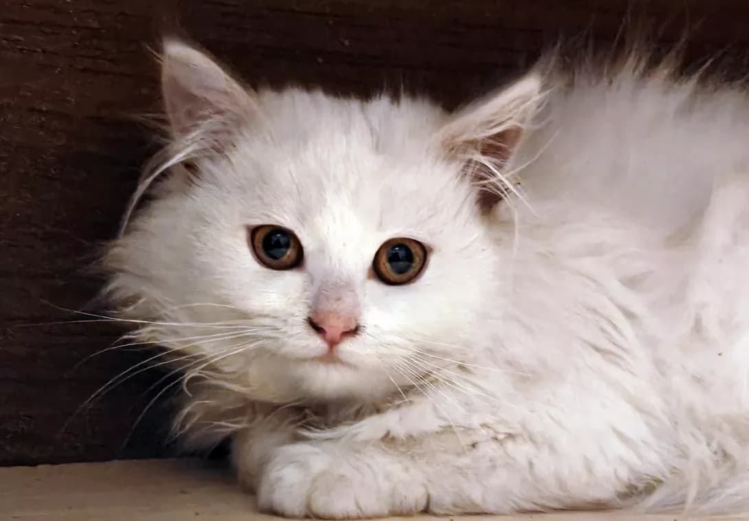Rosinka (Росинка), Mixed Breed (Happy Paw Kyiv)
