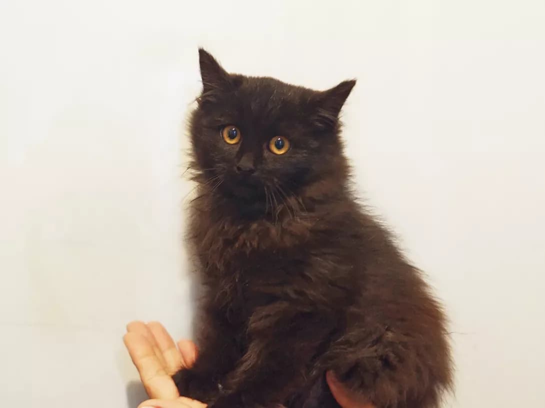 Dzhek (Джек), male puppy Mixed Breed for adoption at Happy Paw Kyiv