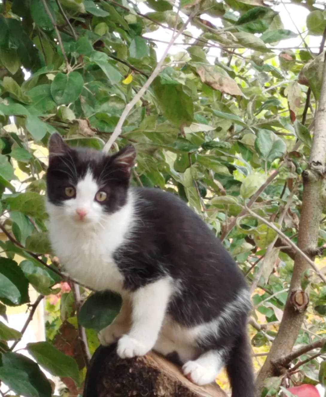 Busya (Буся), Mixed Breed (Happy Paw Kyiv)