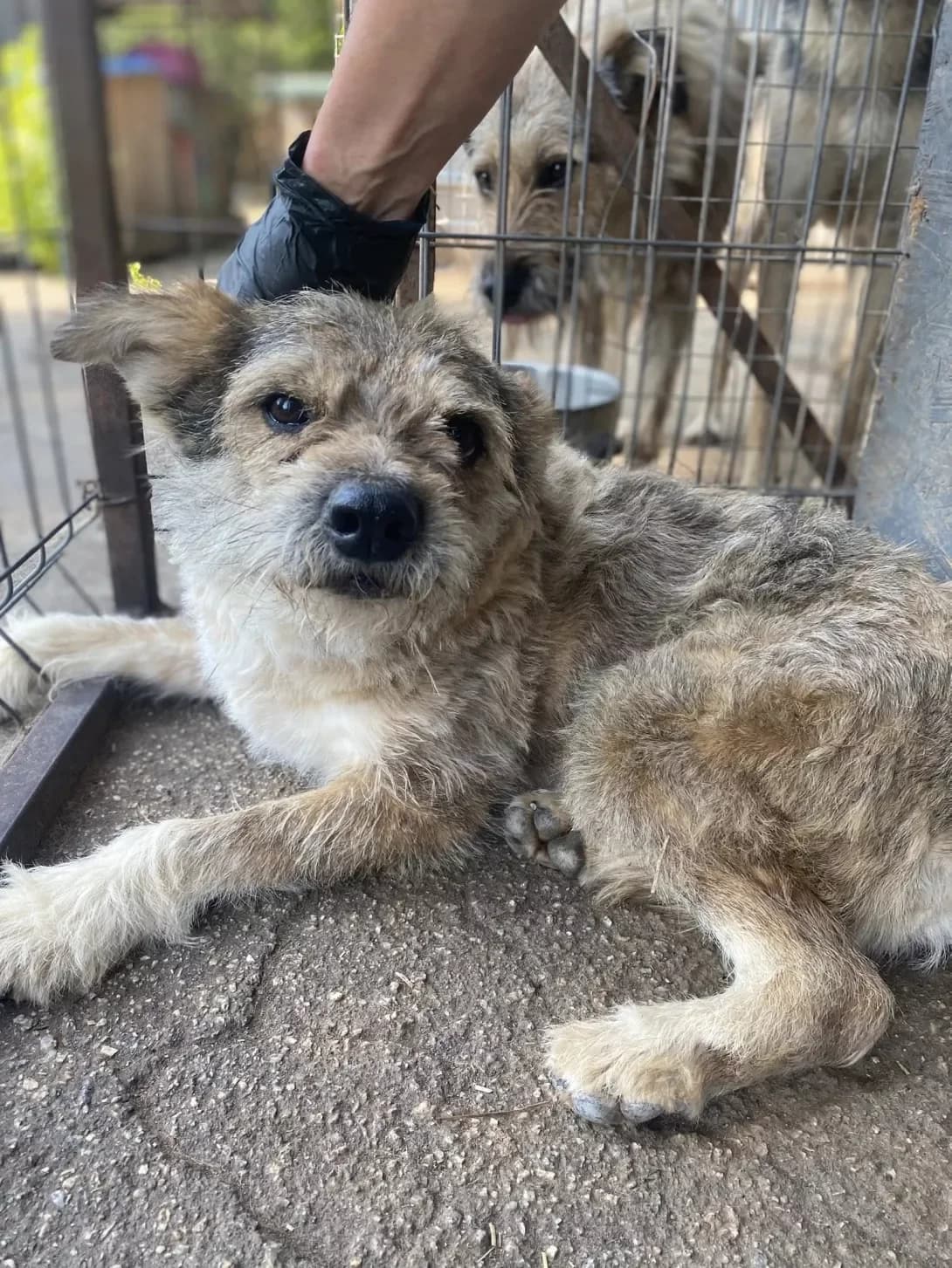 Push (Пуш), Mixed Breed (Happy Paw Kirovohrad)