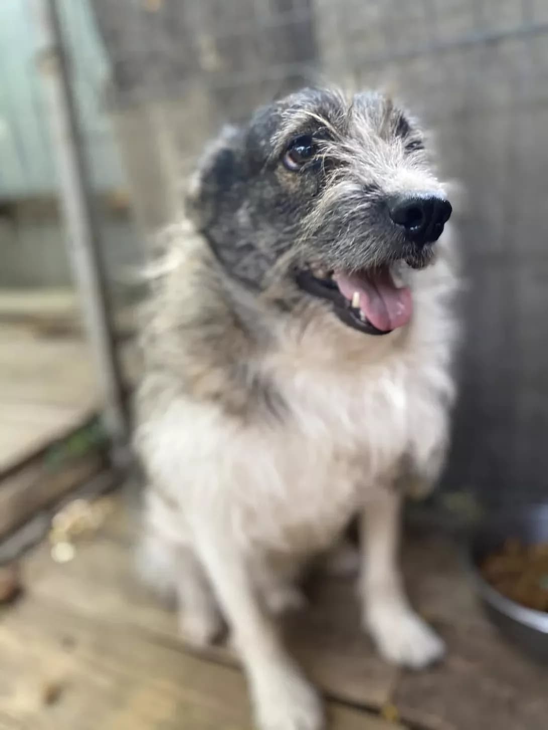 Misha (Міша), Mixed Breed (Happy Paw Kirovohrad)