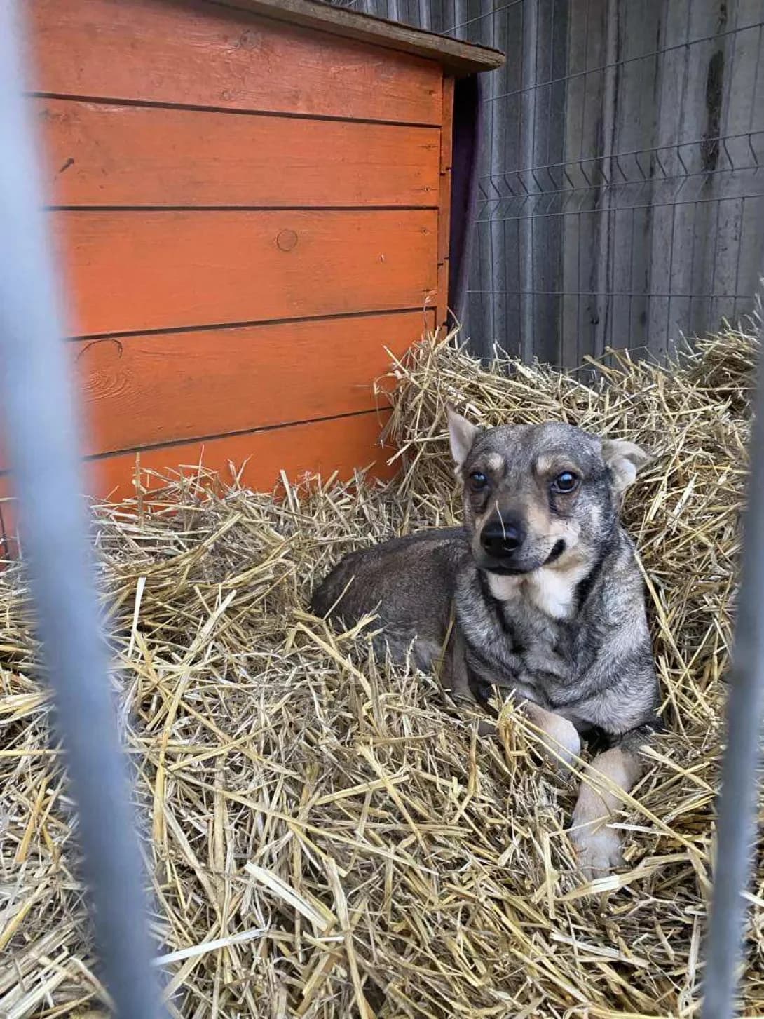Les (Лесь), Mixed Breed (Happy Paw Kirovohrad)