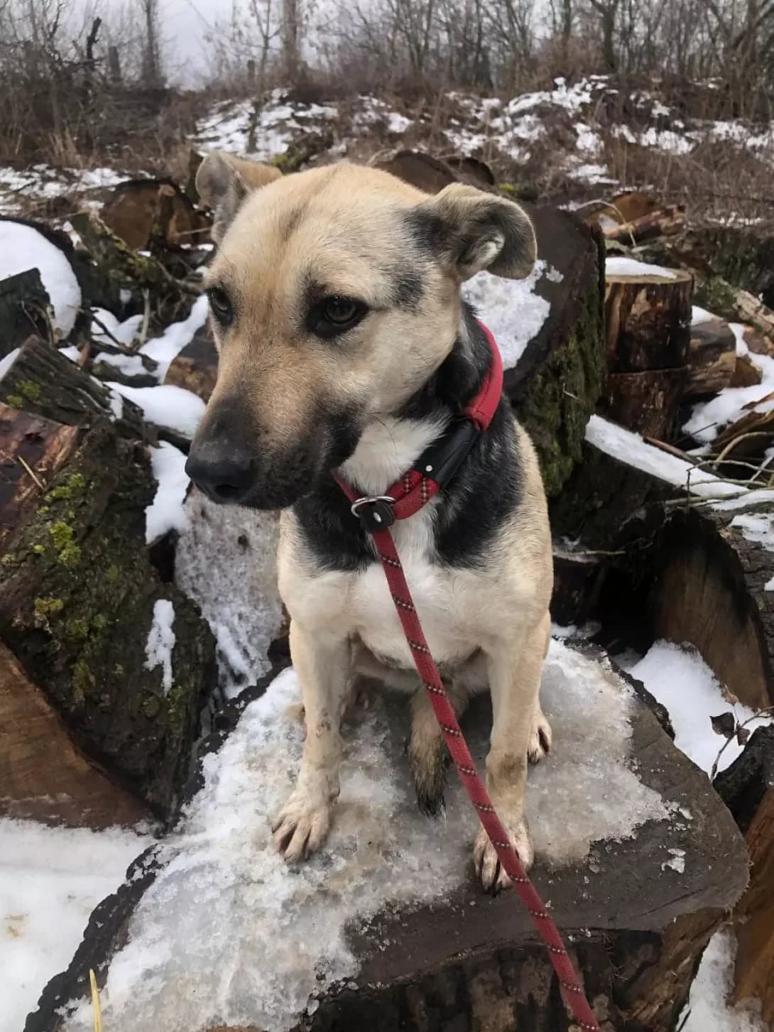 Mukhtara (Мухтара), Mixed Breed (Happy Paw Kirovohrad)