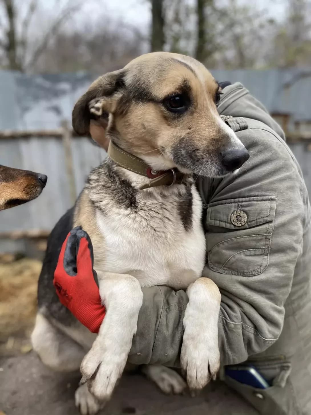Nosik (Носік), Mixed Breed (Happy Paw Kirovohrad)