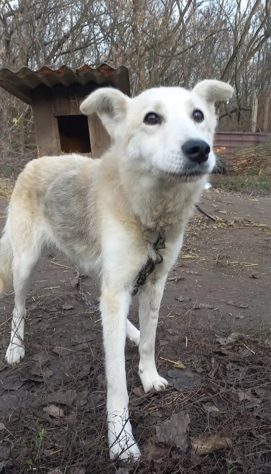 Laki (Лакі), Mixed Breed (Happy Paw Kirovohrad)
