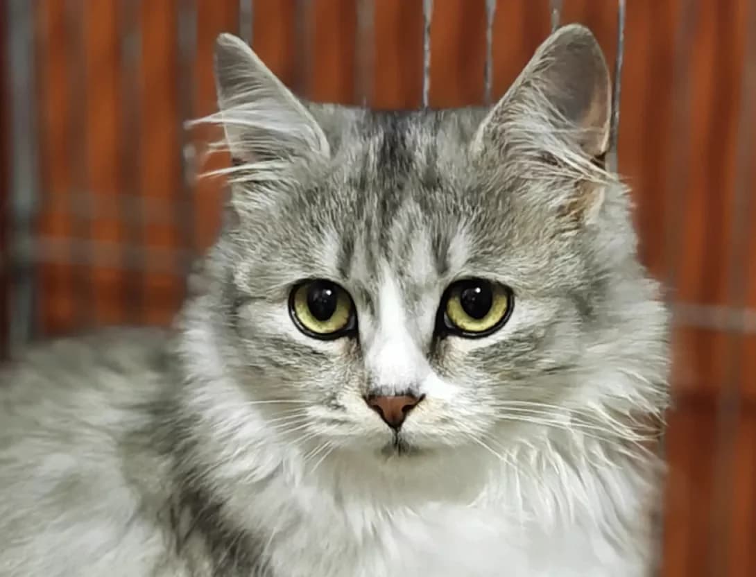 Mavka (Мавка), Mixed Breed (Happy Paw Kyiv)
