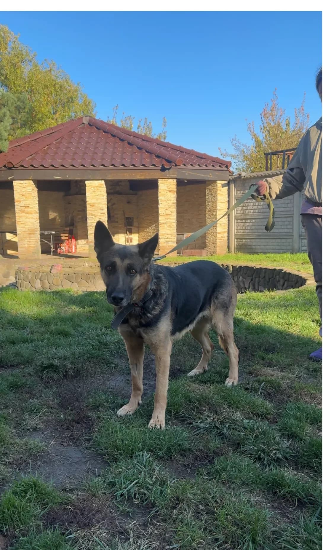 Lada (Лада), female 3yo Mixed Breed for adoption at Happy Paw Kyiv