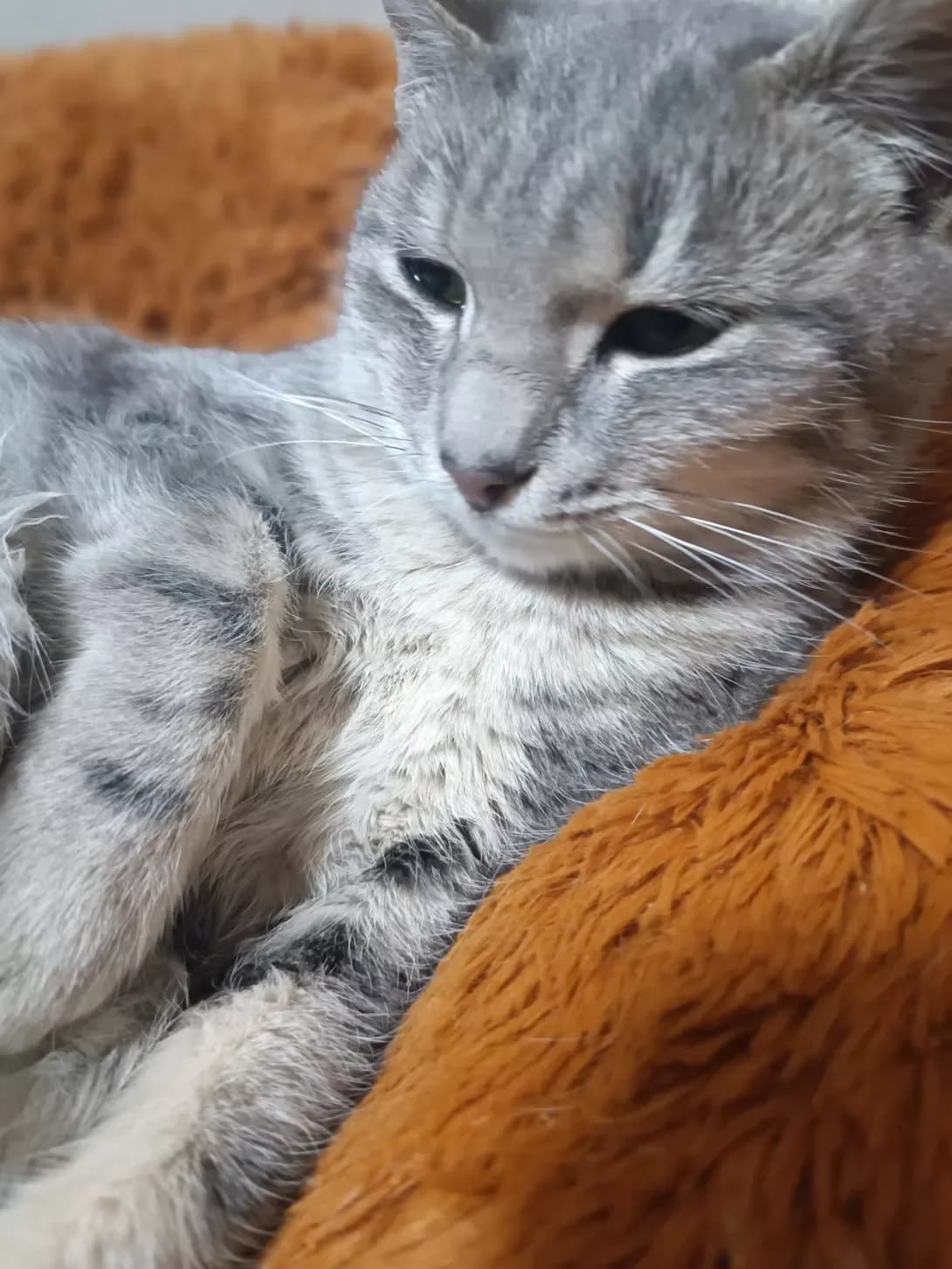 Milka (Мілка), female young Mixed Breed for adoption at Happy Paw Mykolaiv Oblast