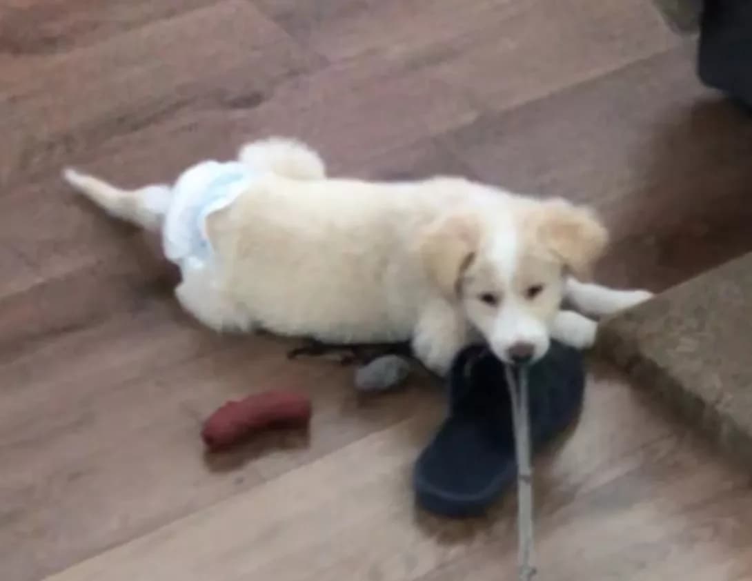 Sonya (Соня), female puppy Mixed Breed for adoption at Happy Paw Kyiv
