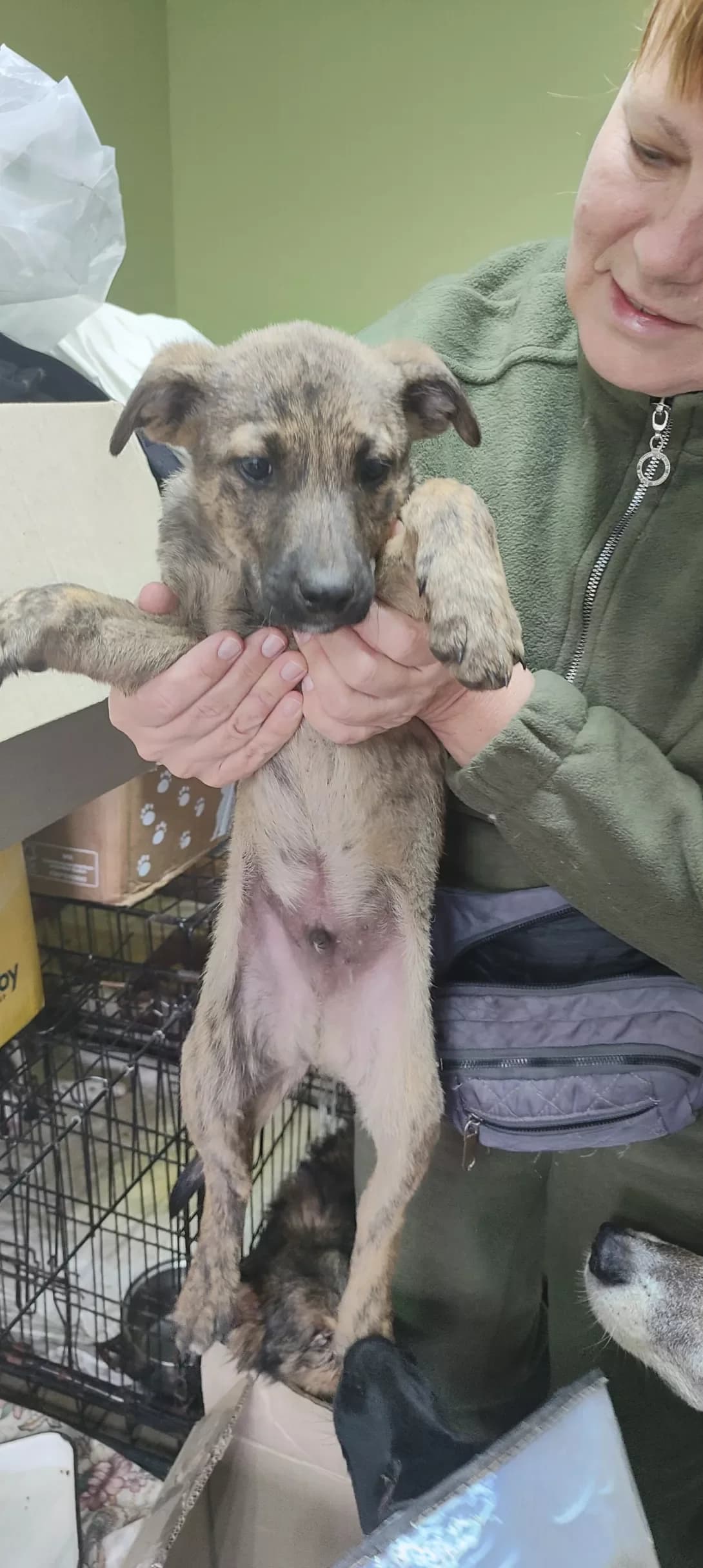 Smugastik (Смугастик), male puppy Mixed Breed for adoption at Happy Paw Dnipro