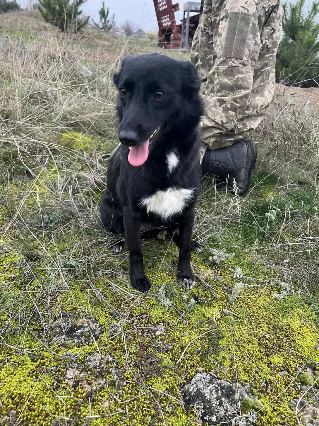 Khmarka (Хмарка), Mixed Breed (Happy Paw Kirovohrad)