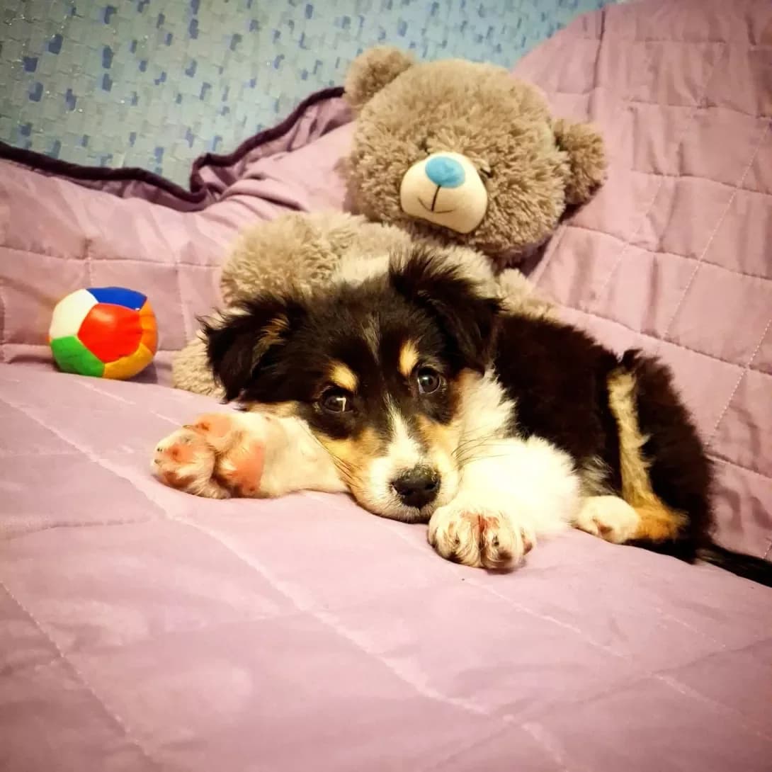 Deyni (Дейні), female puppy Mixed Breed for adoption at Happy Paw Dnipro