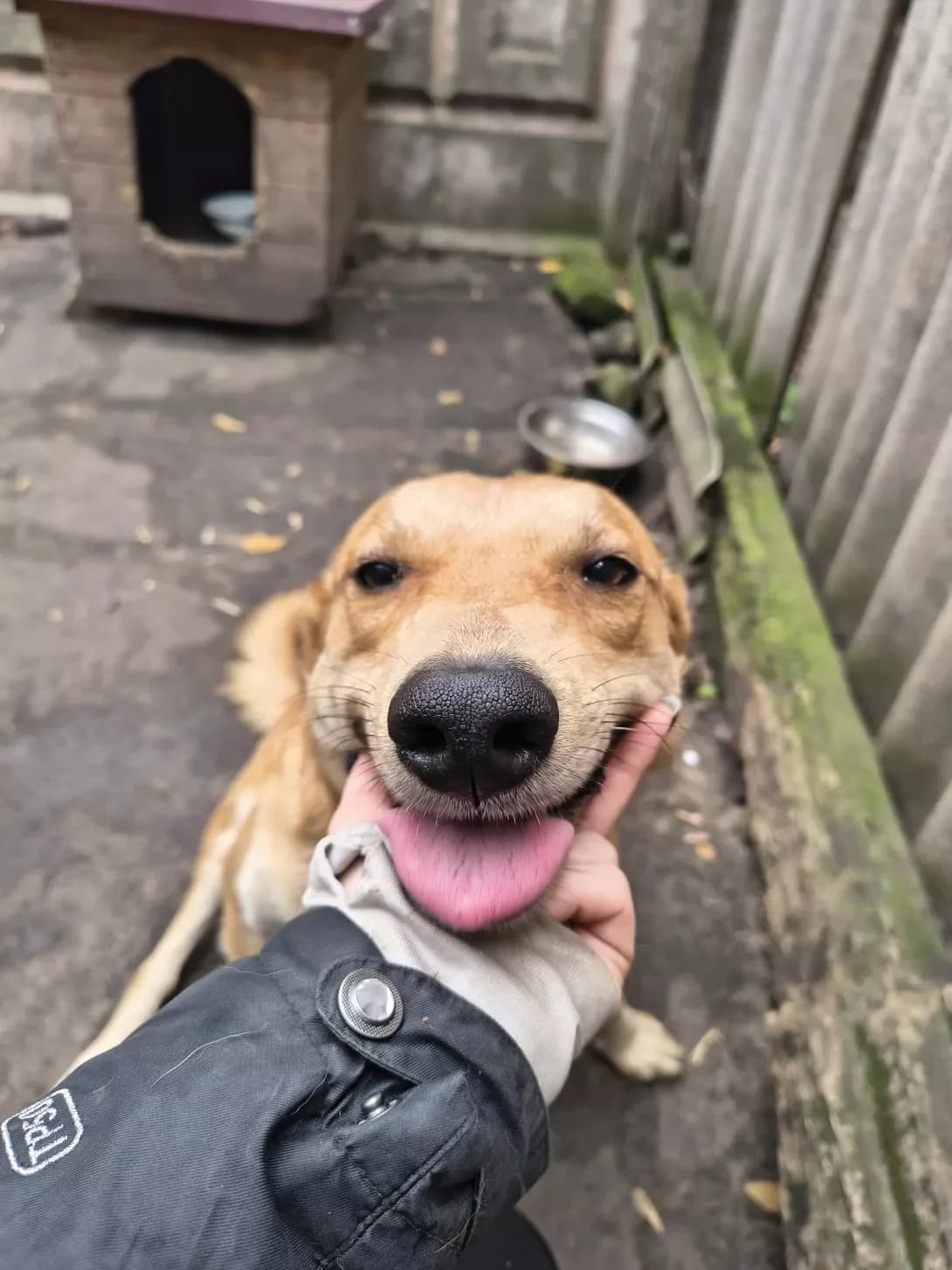 Dzhekki (Джеккі), Mixed Breed (Happy Paw Dnipro)