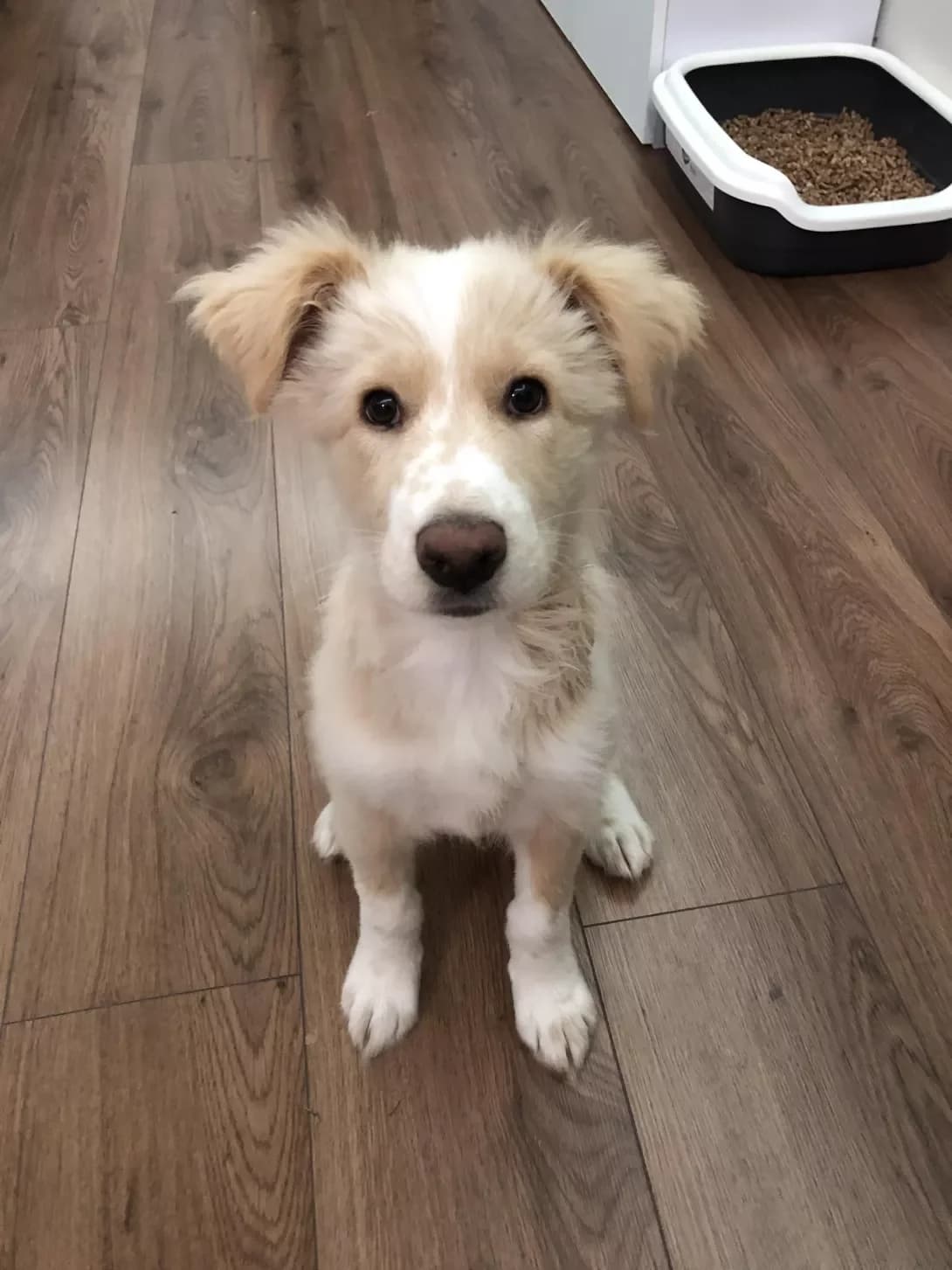 Conya (Cоня), female puppy Mixed Breed for adoption at Happy Paw Kyiv