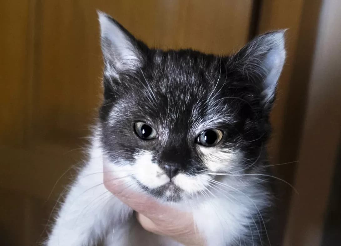 Mashunya (Машуня), Mixed Breed (Happy Paw Kyiv)