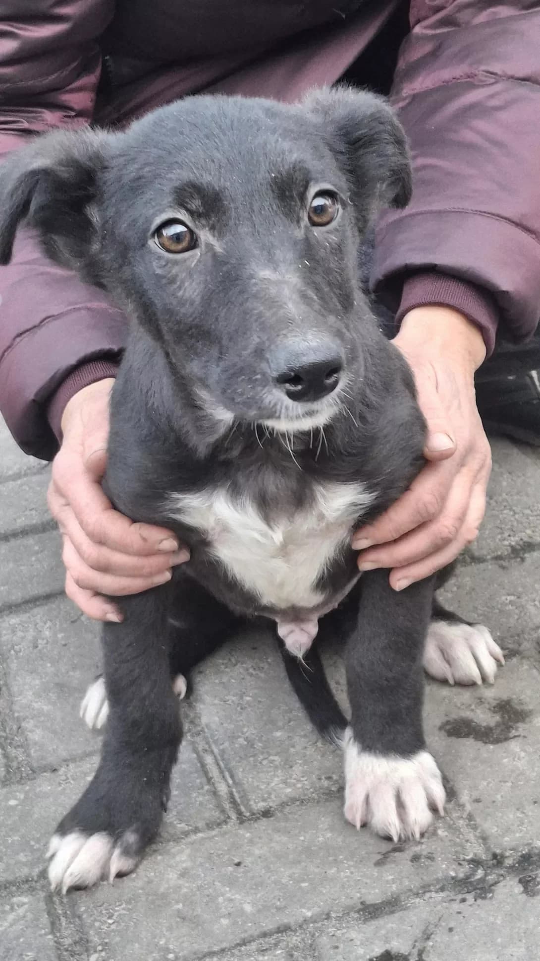 Chopik (Чопік), male puppy Mixed Breed for adoption at Happy Paw Sumy Oblast