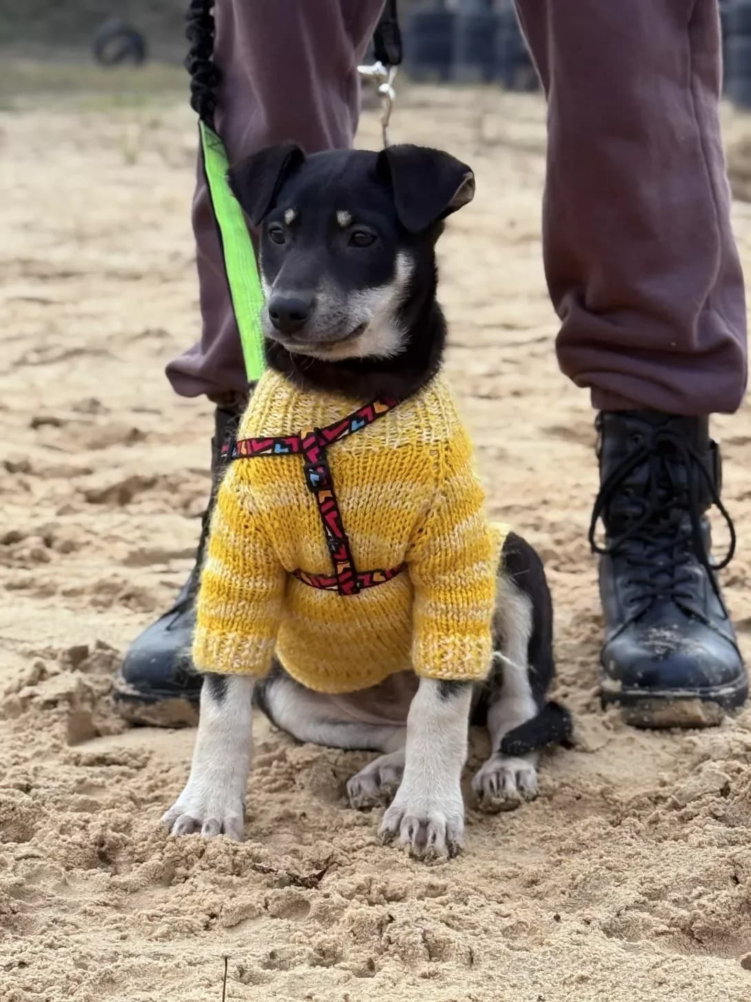 Mirta (Мірта), female puppy Mixed Breed for adoption at Happy Paw Kyiv
