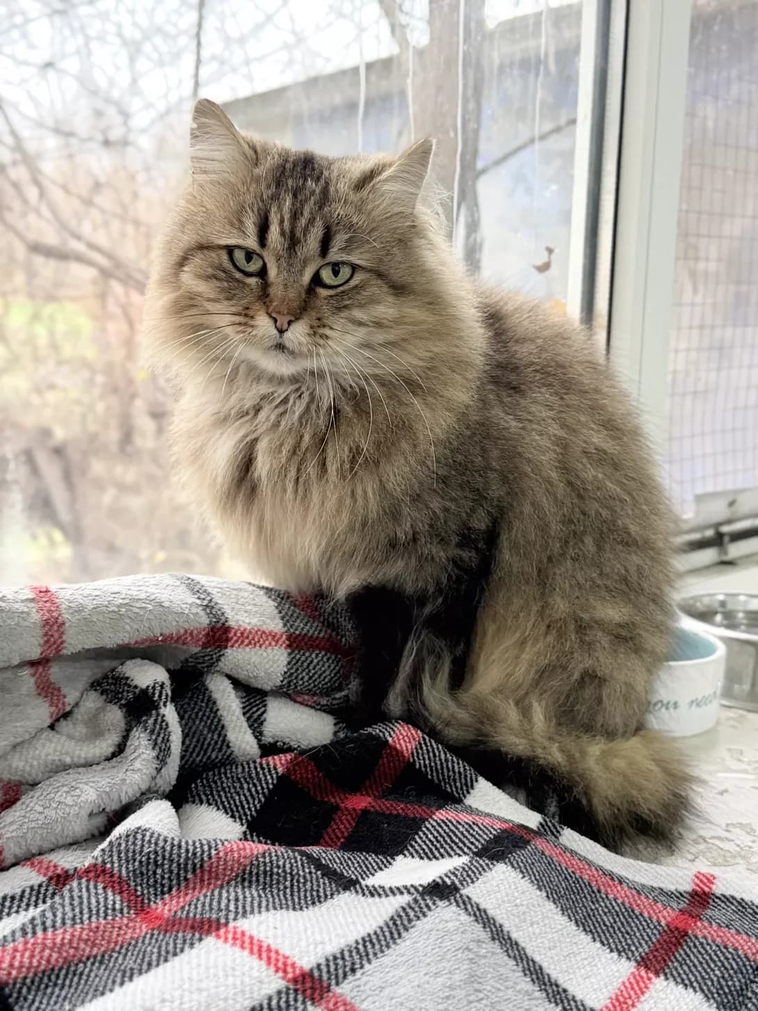 Anfisa (Анфіса), Mixed Breed (Happy Paw Kyiv)