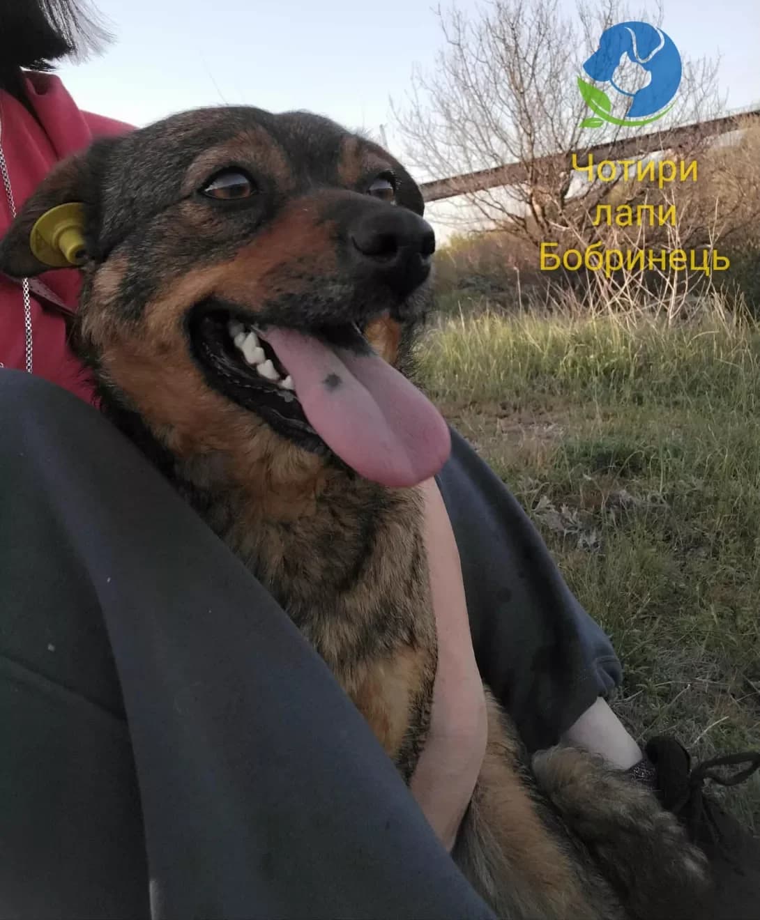Syuzen (Сьюзен), Mixed Breed (Happy Paw Kirovohrad)