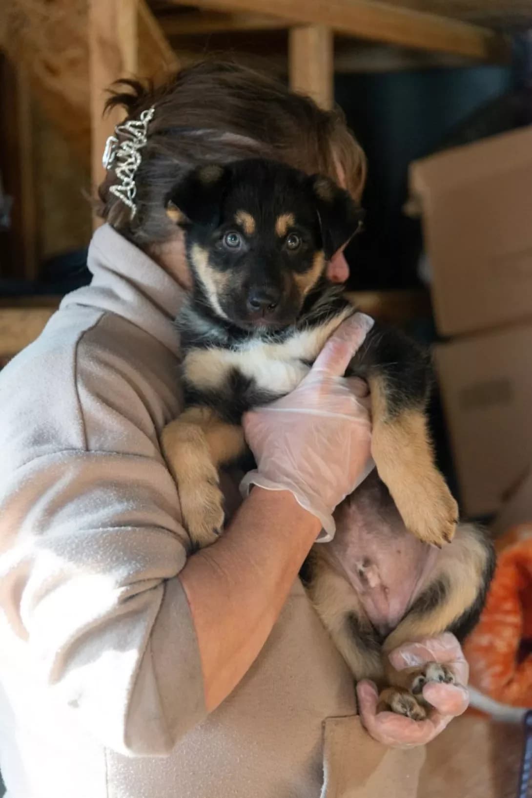 Teddi (Тедді), male puppy Mixed Breed for adoption at Happy Paw Rivne Oblast