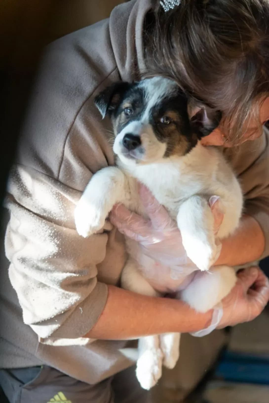 Panda (Панда), female puppy Mixed Breed for adoption at Happy Paw Rivne Oblast