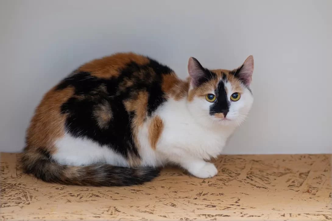 Karri (Каррі), Mixed Breed (Happy Paw Kyiv Oblast)