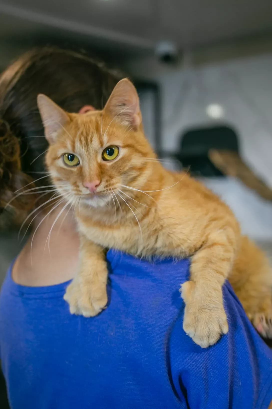 Marsik (Марсік), Mixed Breed (Happy Paw Kyiv Oblast)