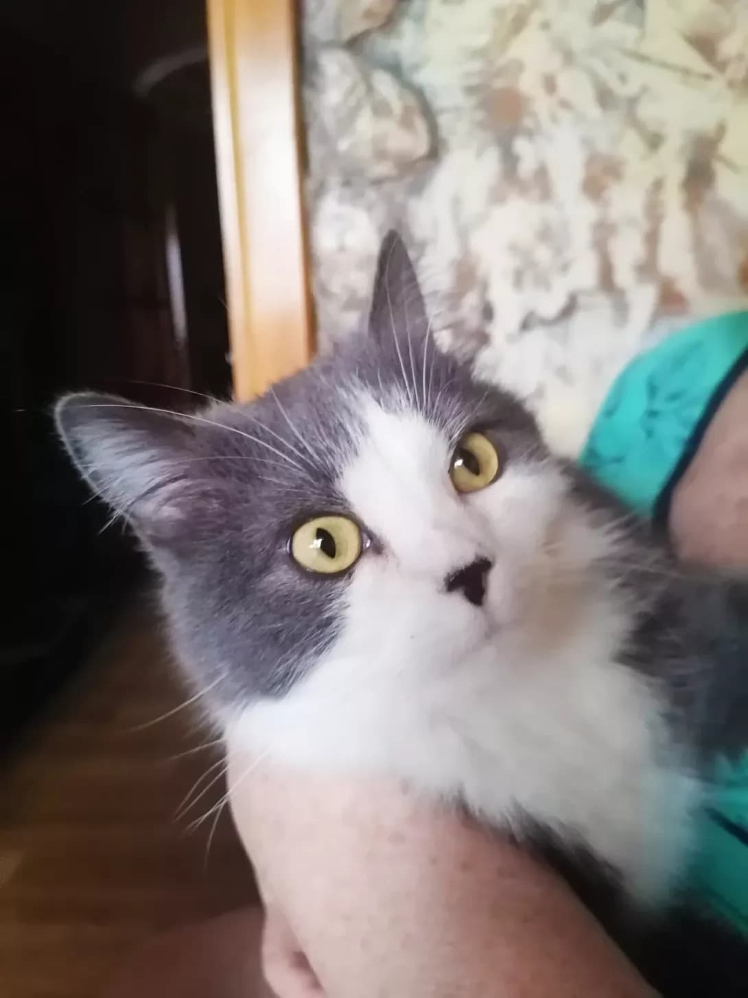Mikhasik (Міхасик), Mixed Breed (Happy Paw Kyiv)