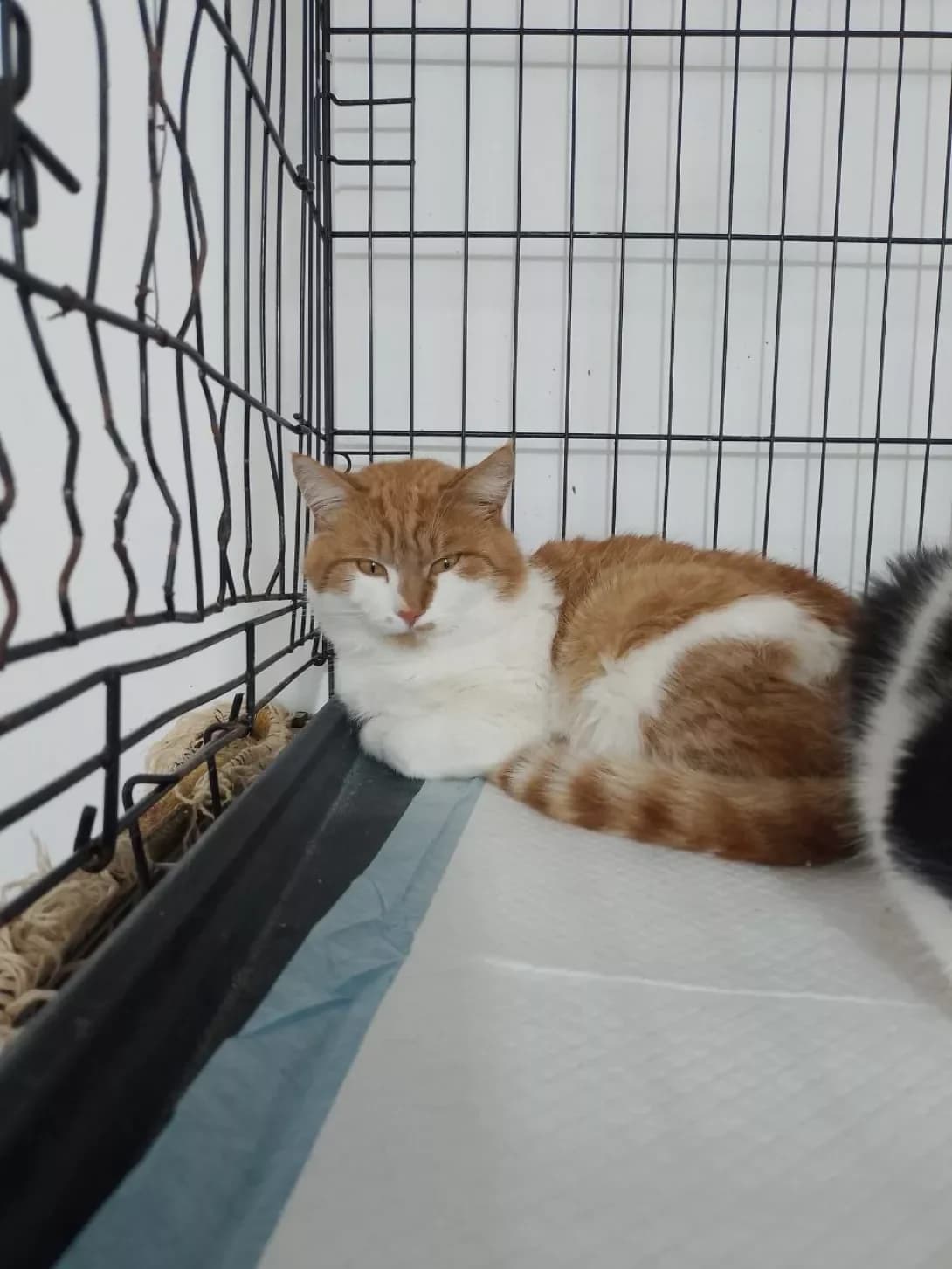 Rudi (Руді), Mixed Breed (Happy Paw Poltava)