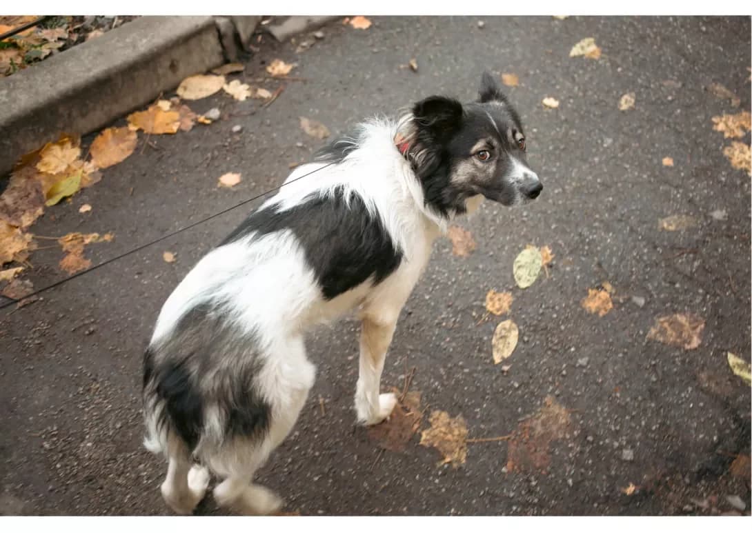 Bim (Бім), male 5yo Mixed Breed for adoption at Happy Paw Kyiv