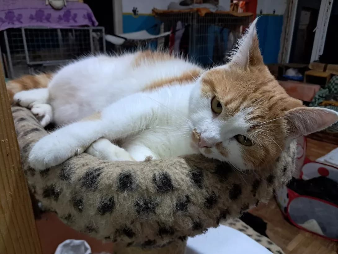 Toshik (Тошик), Mixed Breed (Happy Paw Dnipro)