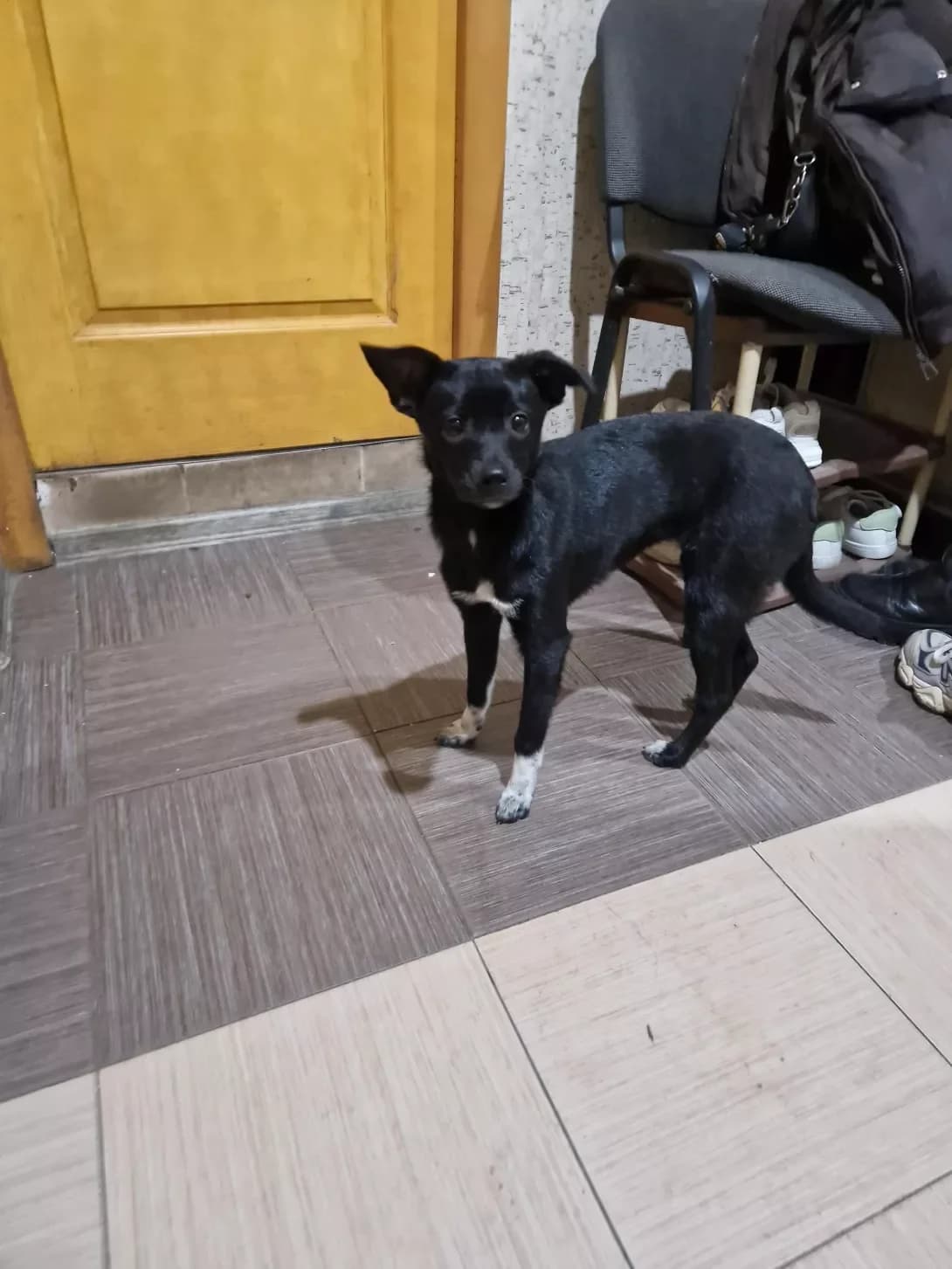 Tsutsik (Цуцик), female puppy Mixed Breed for adoption at Happy Paw Kyiv