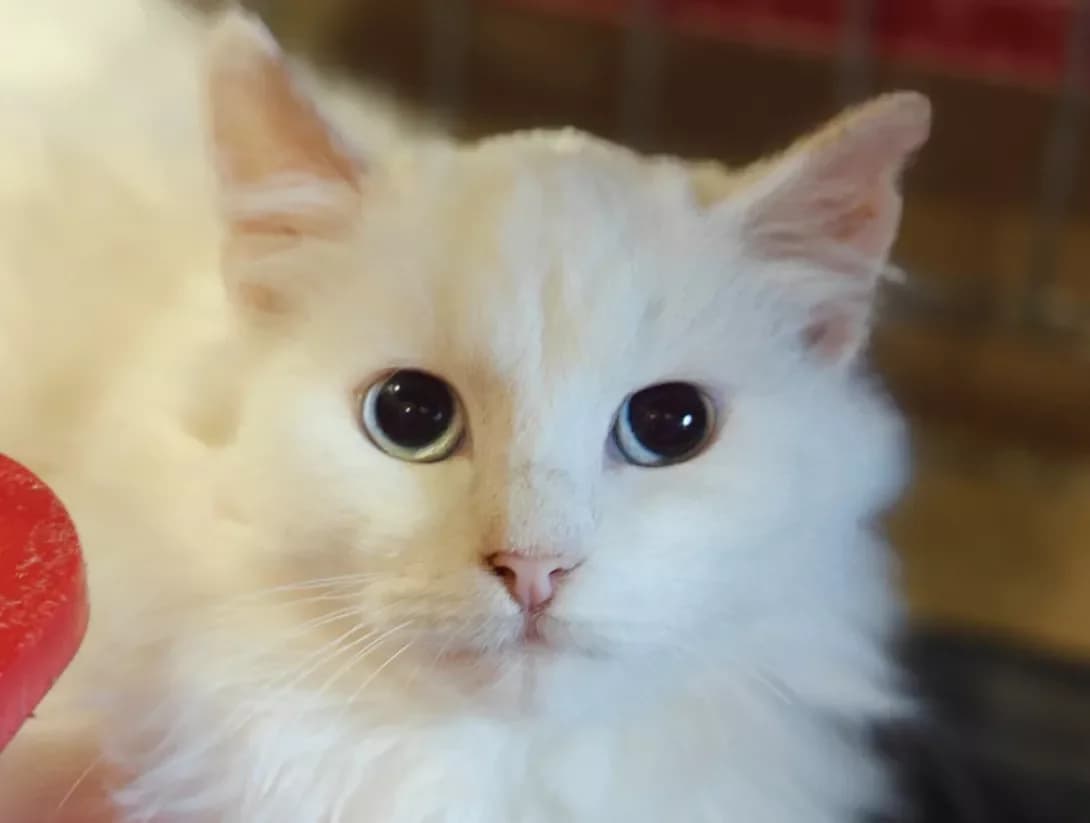 Rafael (Рафаель), Mixed Breed (Happy Paw Kyiv)