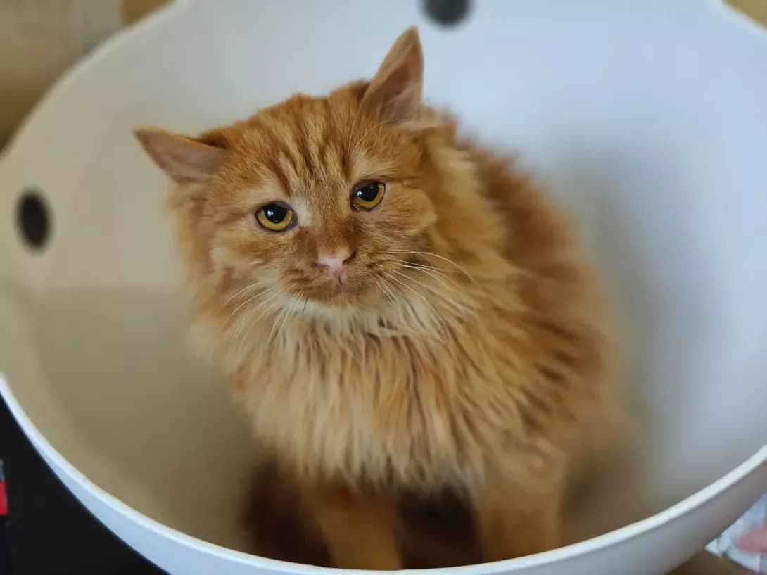 Mandarin (Мандарин), Mixed Breed (Happy Paw Kyiv)