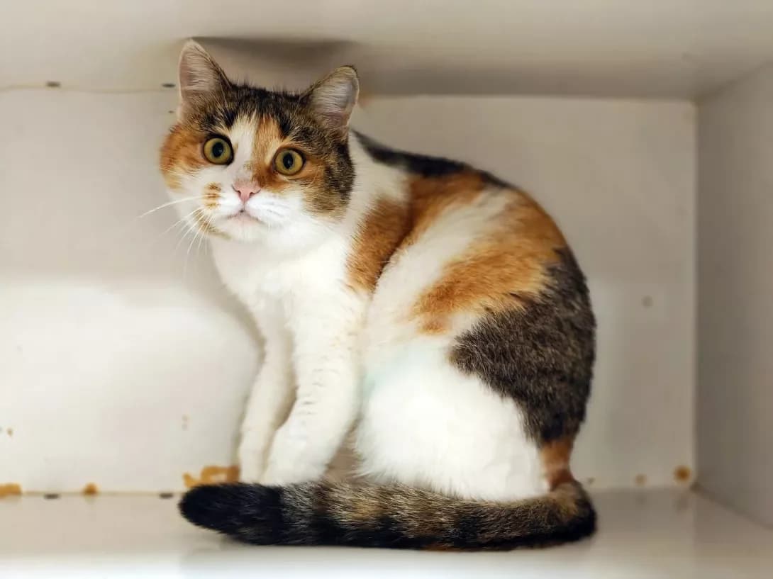 Izyumka (Ізюмка), Mixed Breed (Happy Paw Kyiv)