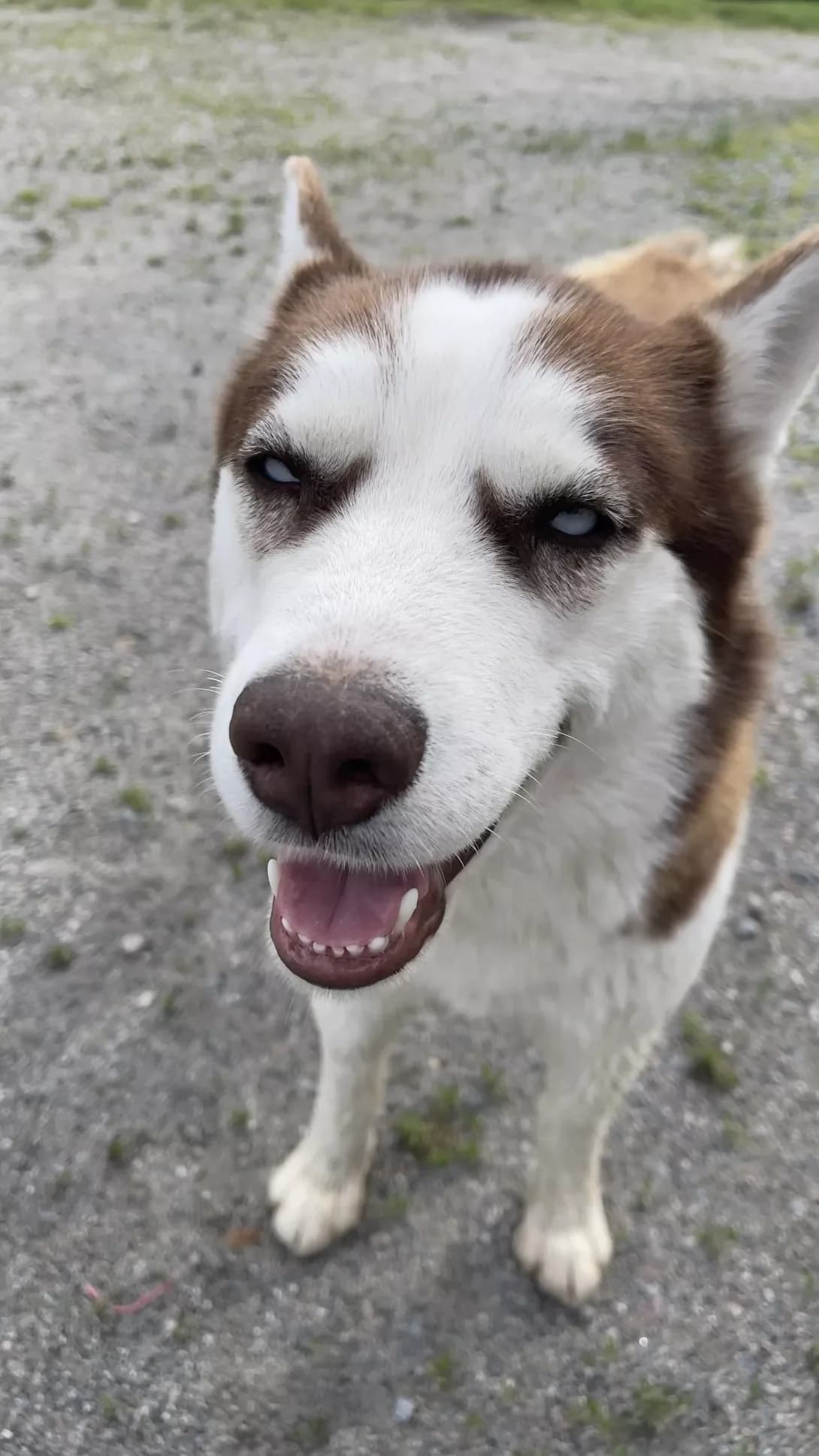 Deyzi (Дейзі), Mixed Breed (Happy Paw Kyiv Oblast)