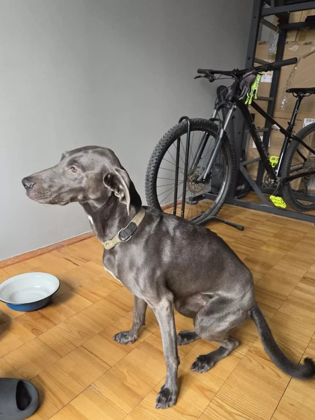 Nemaye/Nevidomo (Немає/Невідомо), female young Weimaraner for adoption at Happy Paw Kyiv