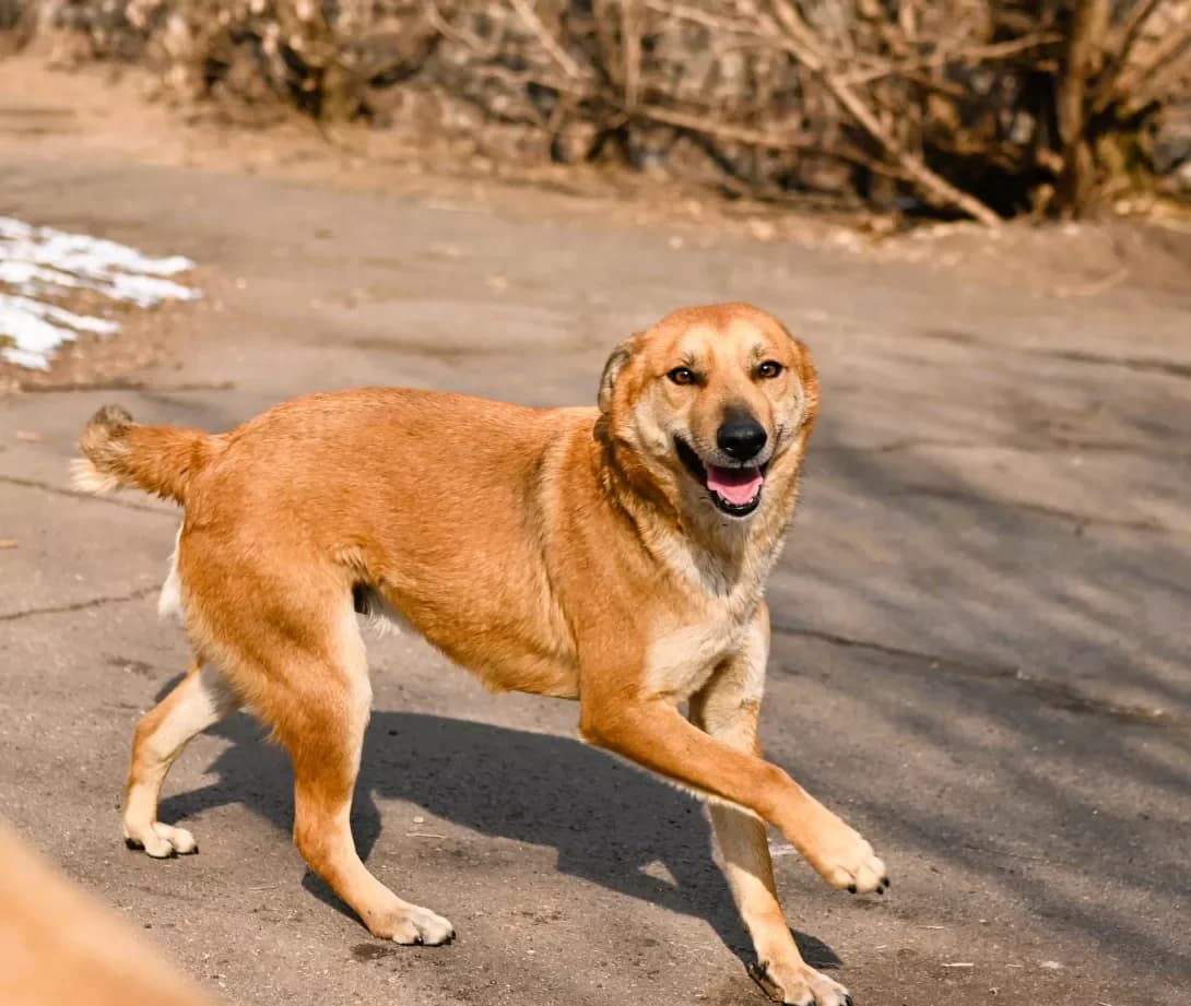 Rudik (Рудик), Mixed Breed (Happy Paw Dnipro)