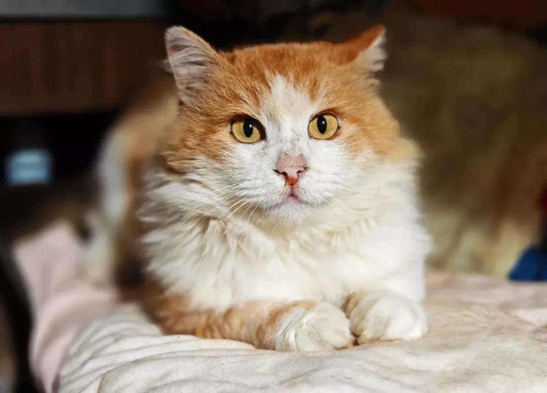 Pushok (Пушок), Mixed Breed (Happy Paw Kyiv)