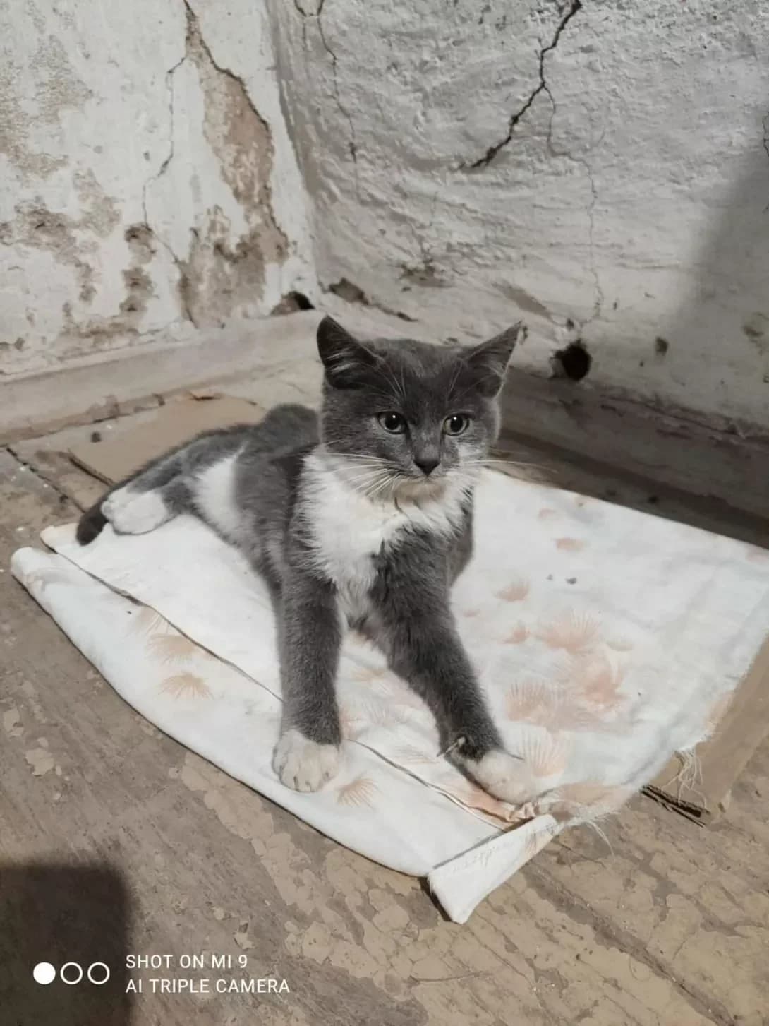Syerzhik (Сєржик), male puppy Mixed Breed for adoption at Happy Paw Zaporizhzhia