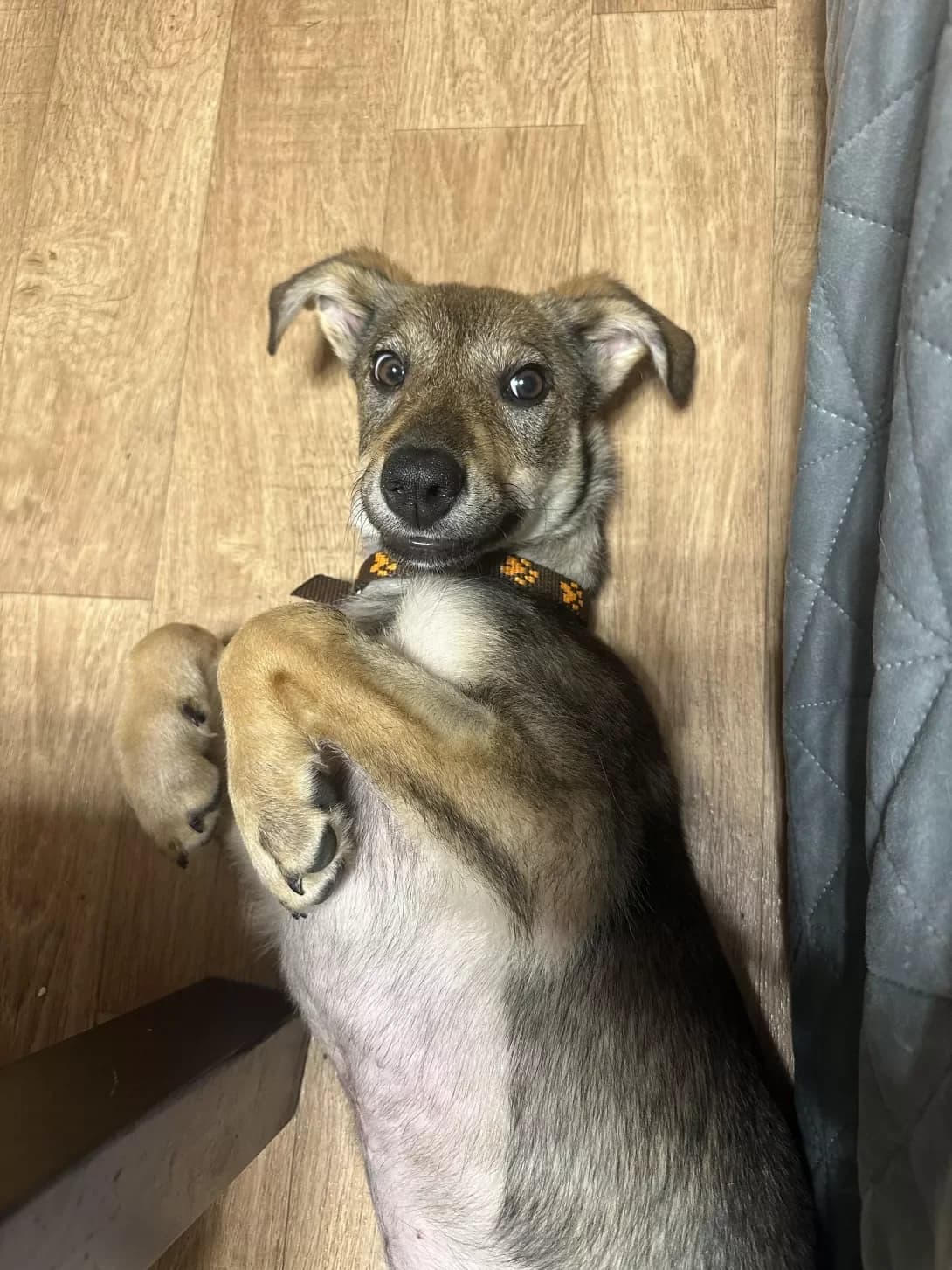 Cheyzi (Чейзі), female puppy Mixed Breed for adoption at Happy Paw Dnipro