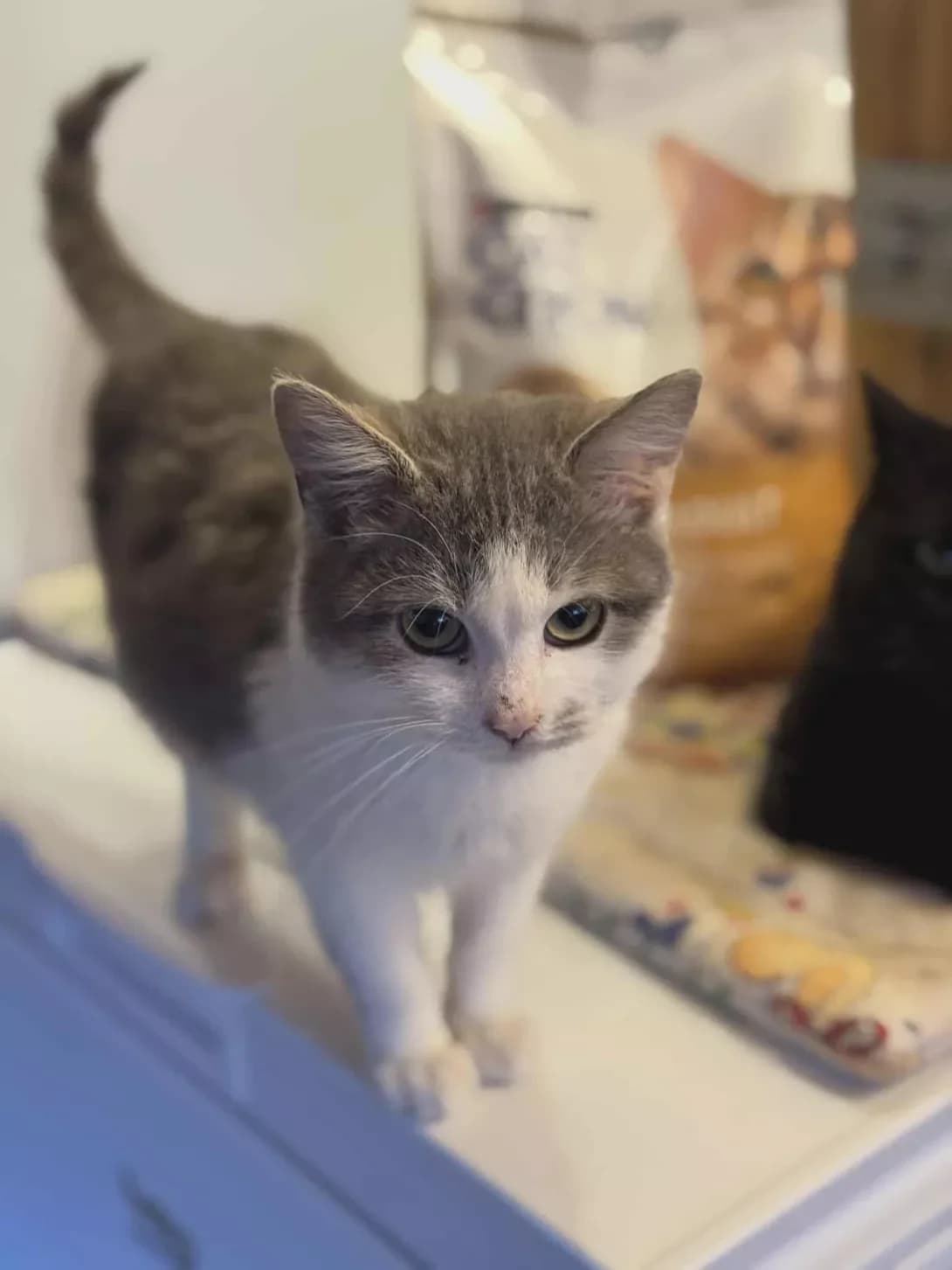 Kvitochka (Квіточка), female puppy Mixed Breed for adoption at Happy Paw Zhytomyr Oblast