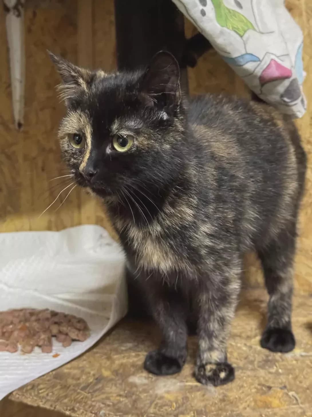 Margosha (Маргоша), female young Mixed Breed for adoption at Happy Paw Zhytomyr Oblast