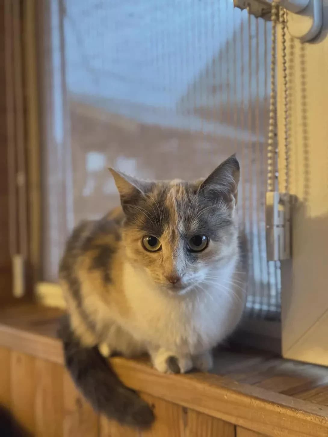 Prima (Пріма), female young Mixed Breed for adoption at Happy Paw Zhytomyr Oblast