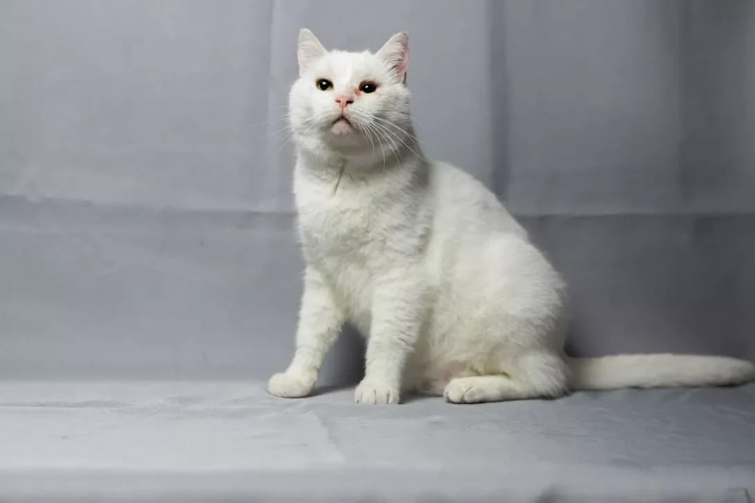 Kokos (Кокос), Mixed Breed (Happy Paw Kyiv)
